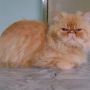 Kucing Persia-AnggoraMix