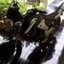 Jual Honda Tiger 2006 Mulus Bandung