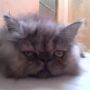 Kucing Persia 