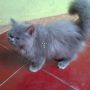 Kucing Persia 