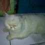 Kucing Persia 085932414984