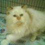 Kucing Persia 085932414984