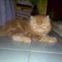 Kucing Persia Campur Anggora