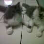 Kucing Persia extrime