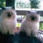 Kucing Persia extrime