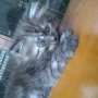 JUAL KUCING PERSIA KITTEN