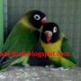 LOVEBIRD DAKOCAN HIJAU ( 1 PASANG) FREE SANGKAR