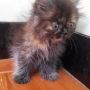 Kitten Kucing Persia Flatnose Tortie-2