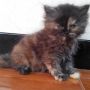 Kitten Kucing Persia Flatnose Tortie