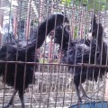 Sepasang Ayam Cemani Walik Kwalitas Super 100% Asli Unik Dan langka