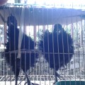 Sepasang Ayam Cemani  Walik Super 100% Asli Usia Remaja Super Murmer