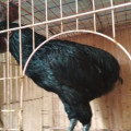 Ayam Tukung Hitam Jantan Super Langka Dan Super Jarang Ada