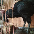 Ayam Tukung Hitam Jantan Super Langka Dan Super Jarang Ada