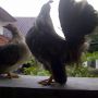 Ayam Serama Mini Cantik Unik Exotik Indah Berseri