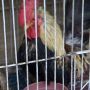 Ayam Serama Mini Cantik Unik Exotik Indah Berseri