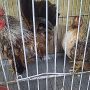 Sepasang Ayam Serama Mini Super Cantik & Indah Berseri