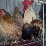 Sepasang Ayam Serama Mini Super Cantik & Indah Berseri