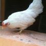 Ayam Kate Jepang Putih Betina