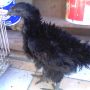 ayam cemani walik istimewa keturunan ningrat