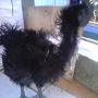 ayam cemani walik istimewa keturunan ningrat