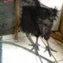 Ayam Cemani Bulu Walik Super Langka Super Istimewa