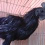 Ayam Cemani Rajeki Sodomoro Super Tiada Duanya