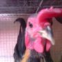 Ayam Kate Berjengger Unik Langka Warna Cantik