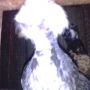 Ayam Poland Cantik Unik Menarik Dijamin Aduhai