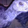 Ayam Cemani Bulu Normal Umur 3 Bulan Up