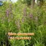 JUAL POHON LAVENDER BUNGA | TANAMAN PENGUSIR NYAMUK