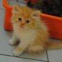 Kucing Jenis Eksotis / Anggora / Persia