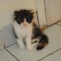 Kucing Jenis Eksotis / Anggora / Persia