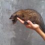 Jual Baby Musang Pandan