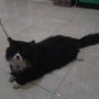 Jual Kucing Persia Medium Semarang Tembalang