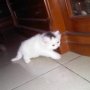 Jual Persia kitten white black van avatar