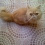 Jual Kucing Persia Pesek Bandung Only