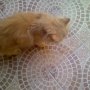 Jual Kucing Persia Pesek Bandung Only