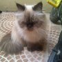 Jual Kucing Persia Pesek Bandung Only