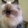 Jual Kucing Persia Pesek Bandung Only