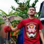 Jual Burung Hantu Jenis Barn Owl/Tyto Alba Juve Murmer