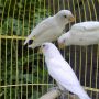 LoveBird Albino MM & MH