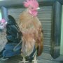 JUAL AYAM KATE Keturunan SERAMA