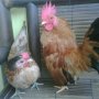 JUAL AYAM KATE Keturunan SERAMA