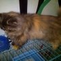 Jual Kucing Peaknose Ekstreme