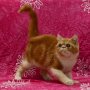 Jual kitten exotic peaknose jantan red n white 5 bln