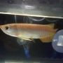 arwana / arowana golden red 14 cm