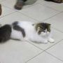 Kucing Persia Peaknose Pesek