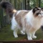 Kucing Ragdoll