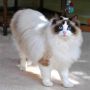 Kucing Ragdoll