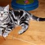 Kucing American Shorthair